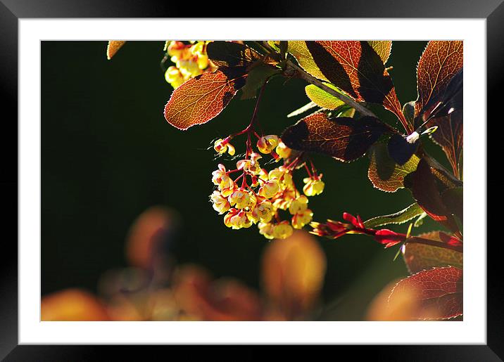 Sunny barberry bush Framed Mounted Print by Emilia Glazunova