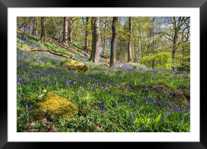 Bluebell Wood Framed Mounted Print by David Schofield