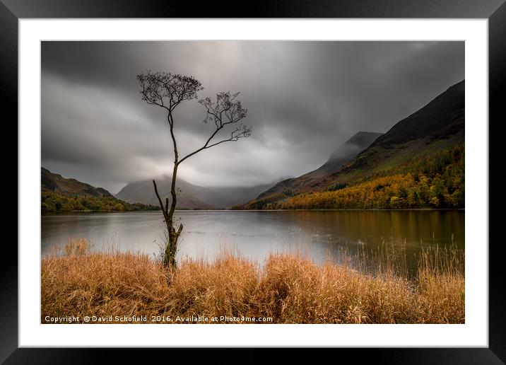The Lone Tree, Buttermere Lake Framed Mounted Print by David Schofield