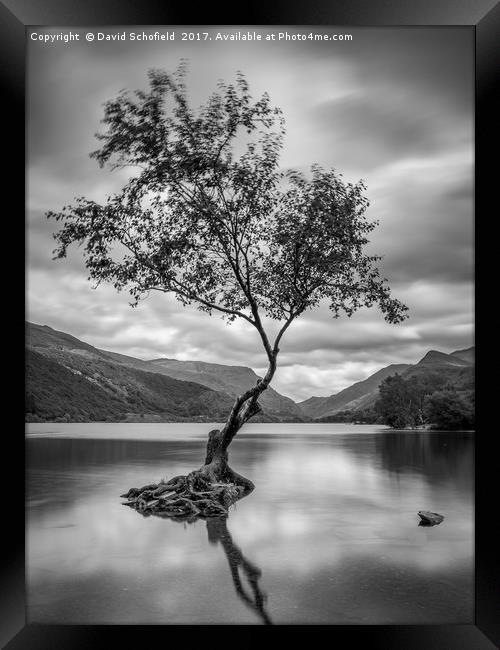 The Lone Tree, Llyn Padarn, Llanberis Framed Print by David Schofield