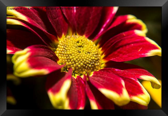 Chrysanthemum Framed Print by Jay Beevor