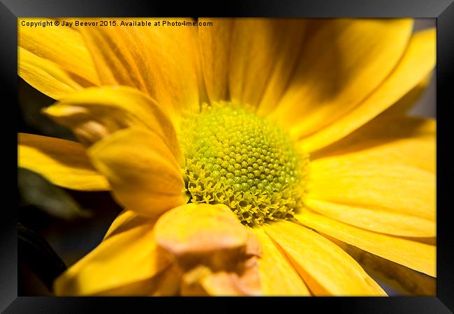  Chrysanthemum Framed Print by Jay Beevor