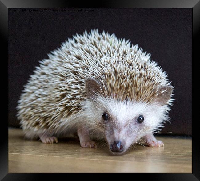  Hedgehog (APH) Framed Print by Jay Beevor
