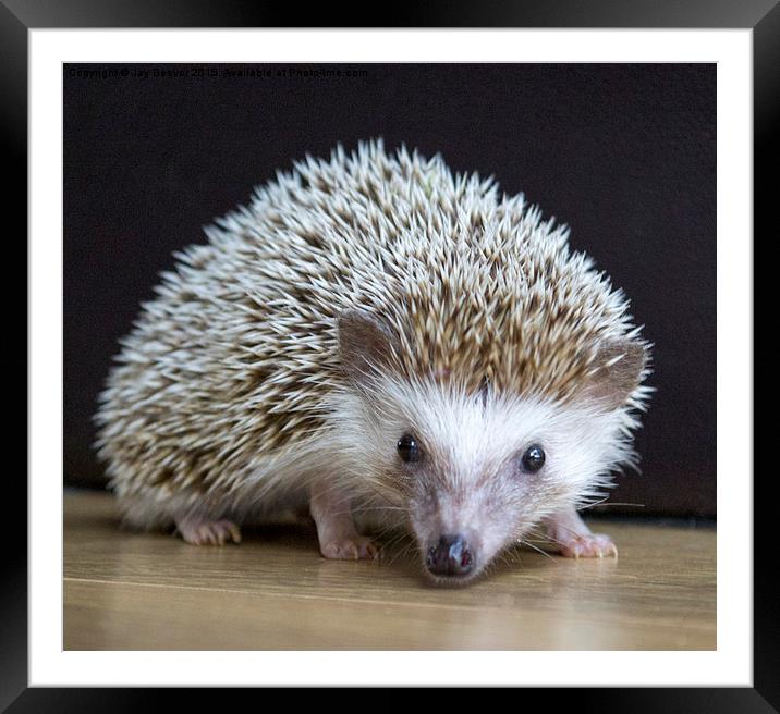  Hedgehog (APH) Framed Mounted Print by Jay Beevor