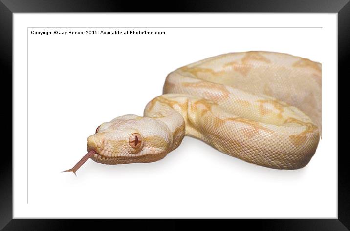  Albino Boa Constrictor snake Framed Mounted Print by Jay Beevor