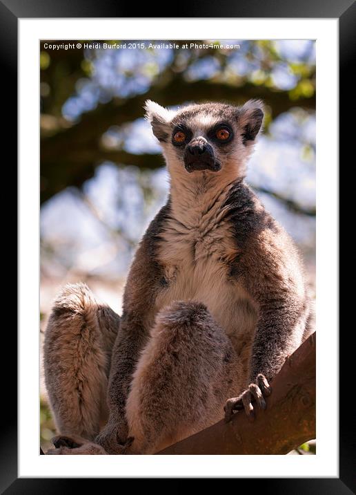  Ring tailed Lemur Framed Mounted Print by Heidi Burford