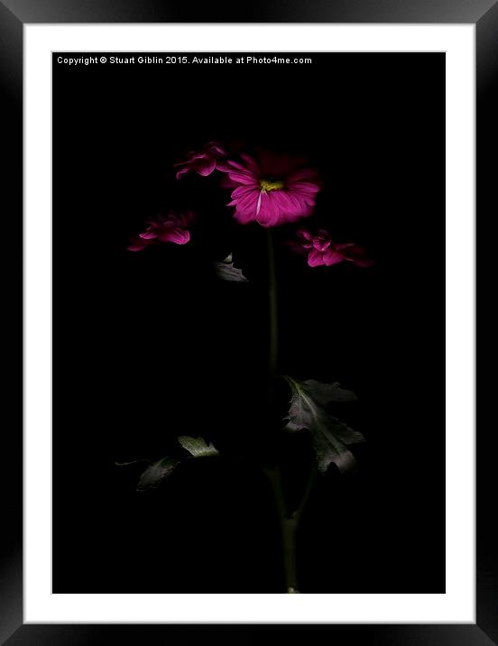 Chrysanthemum - Two Framed Mounted Print by Stuart Giblin