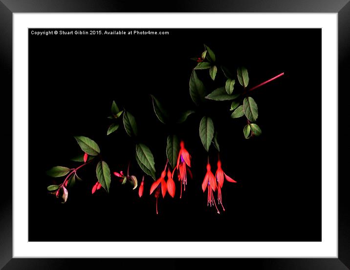 Fuchsia on Dark Framed Mounted Print by Stuart Giblin