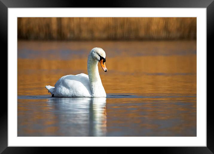  On Golden Pond Framed Mounted Print by Danny McCarthy