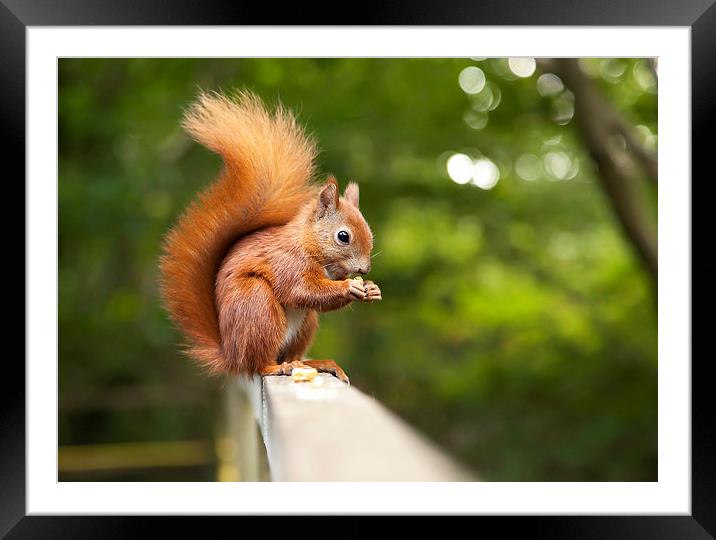  Red Squirrel Framed Mounted Print by Danny McCarthy