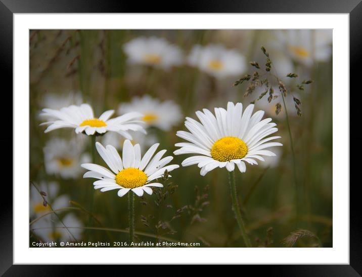 daisies in a field Framed Mounted Print by Amanda Peglitsis