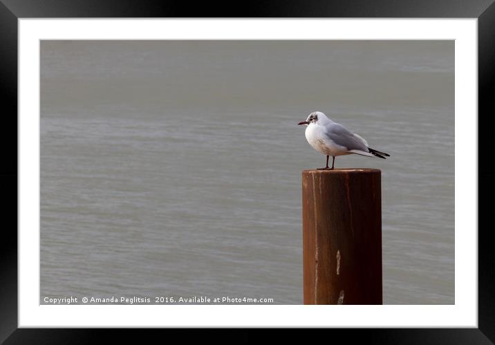 grey day Framed Mounted Print by Amanda Peglitsis