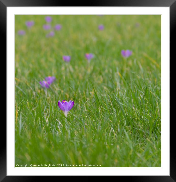 Crocus Framed Mounted Print by Amanda Peglitsis