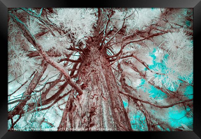 Infrared Tree Framed Print by Amanda Peglitsis