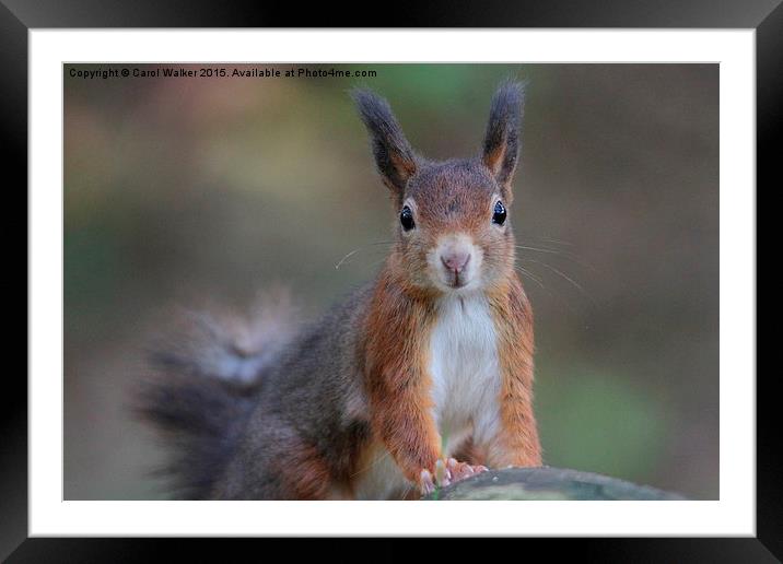  Red Squirrel Framed Mounted Print by Carol Walker
