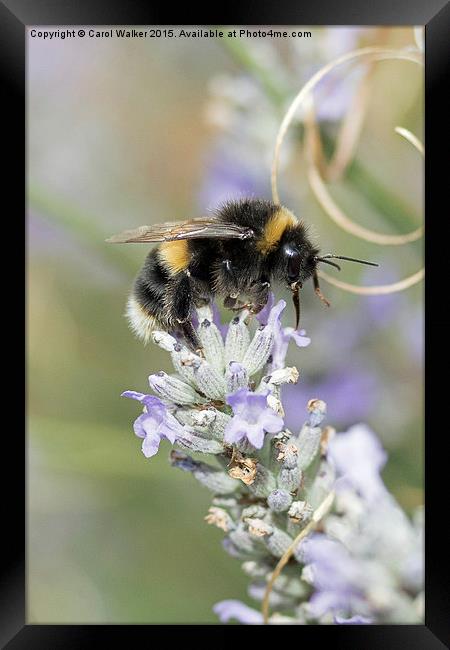  Bee on lavender Framed Print by Carol Walker