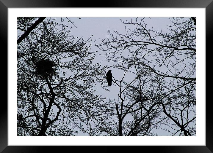  Tree top crow Framed Mounted Print by Caroline Hillier