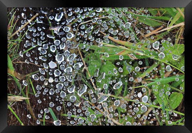  Water droplets on a spiders web Framed Print by Caroline Hillier