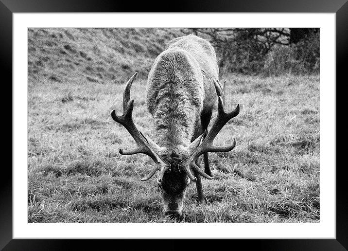  Red deer stag - Ashton Court, Bristol Framed Mounted Print by Caroline Hillier