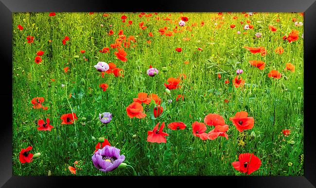 The Poppy Field Framed Print by Colin Evans