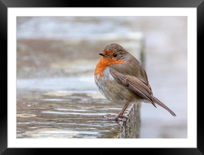  Robin in the Rain Framed Mounted Print by Colin Evans
