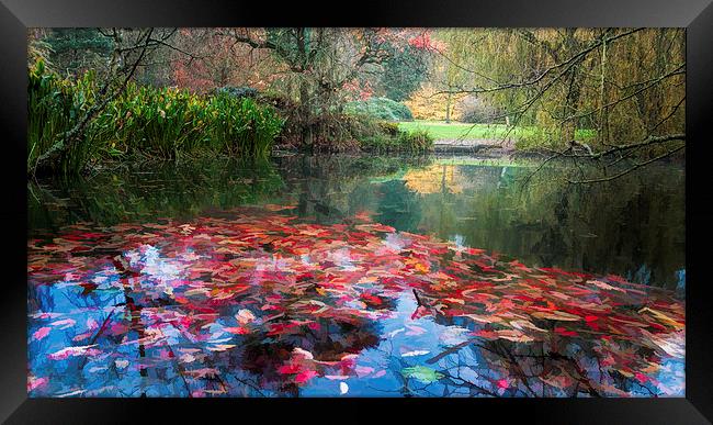  Autumn Pond Framed Print by Colin Evans