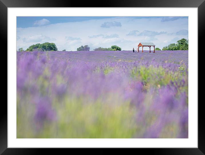  Lavender Field Framed Mounted Print by Colin Evans