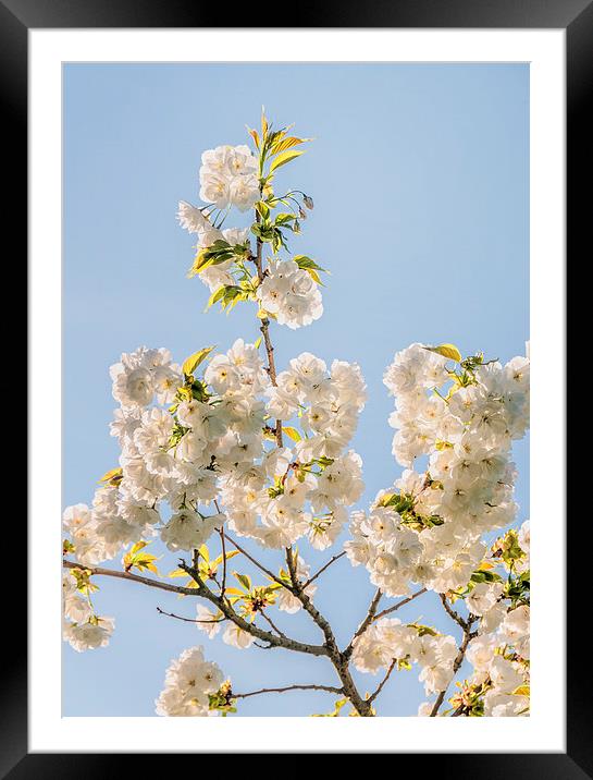  White Blossom Framed Mounted Print by Colin Evans