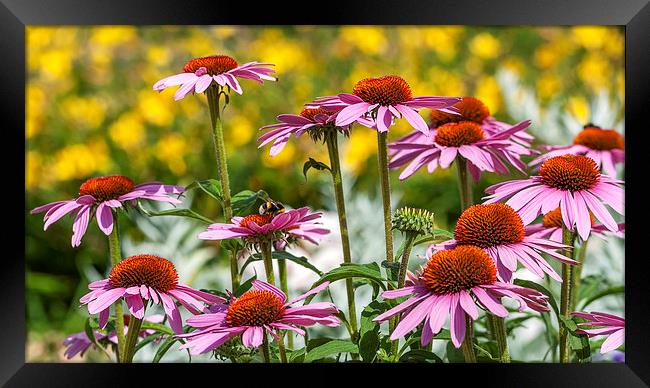 Summer Asters Framed Print by Colin Evans