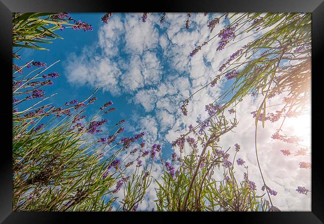 Reach for the Sky Framed Print by Colin Evans