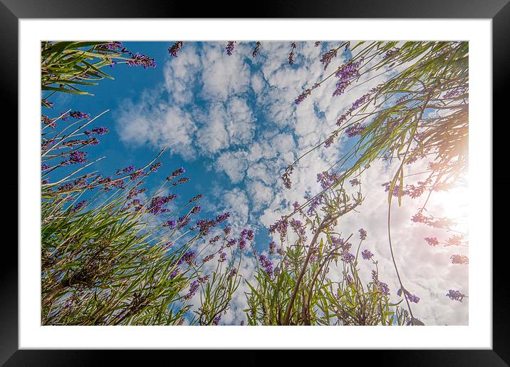Reach for the Sky Framed Mounted Print by Colin Evans