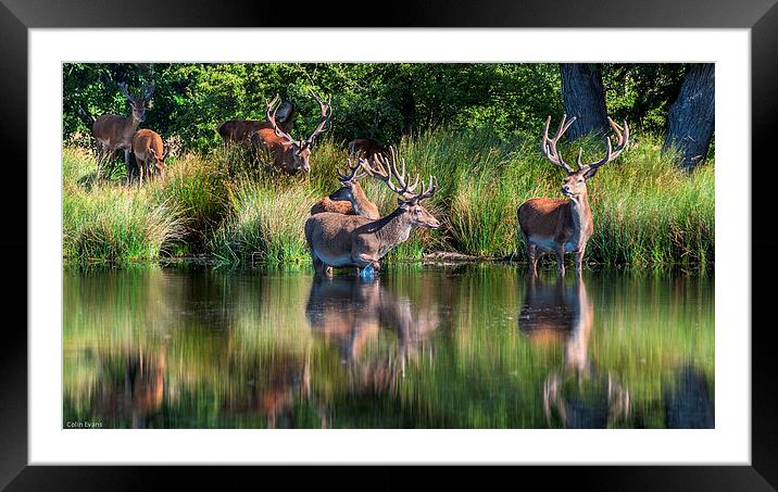 Deer in Richmond Park Framed Mounted Print by Colin Evans