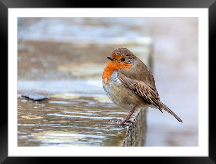  Robin in the Rain Framed Mounted Print by Colin Evans