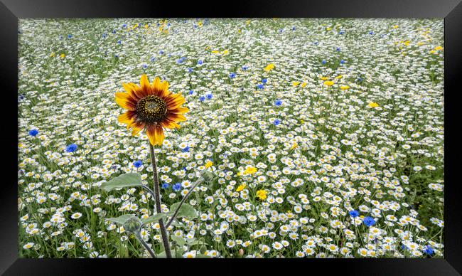 The Sunflower Framed Print by Colin Evans