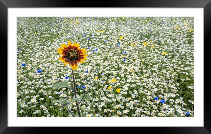 The Sunflower Framed Mounted Print by Colin Evans