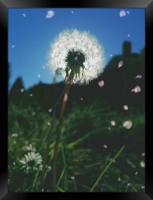 Dandelion Sunset  Framed Print by Michael South Photography