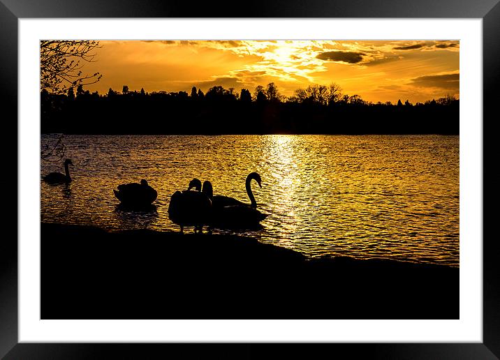  swans at sunset Framed Mounted Print by Paul Burrows
