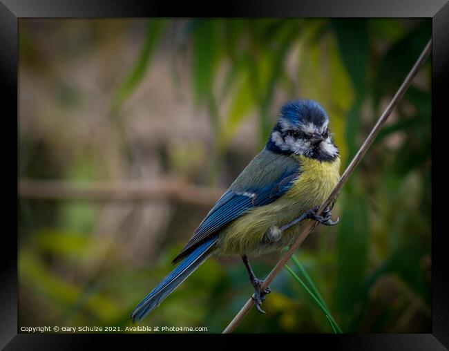 Blue tit on a branch Framed Print by Gary Schulze