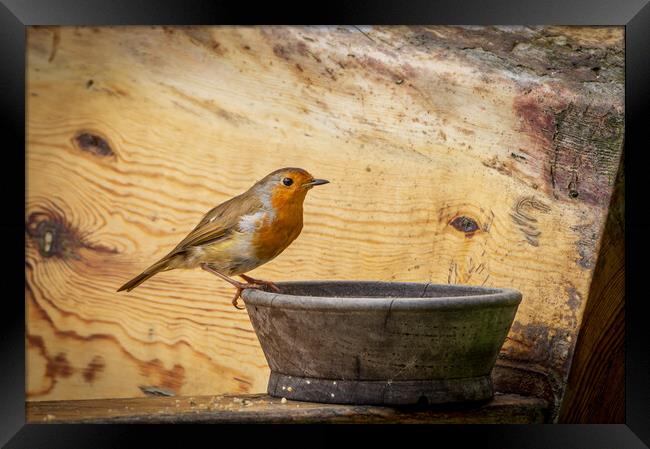 Robin Framed Print by Gary Schulze