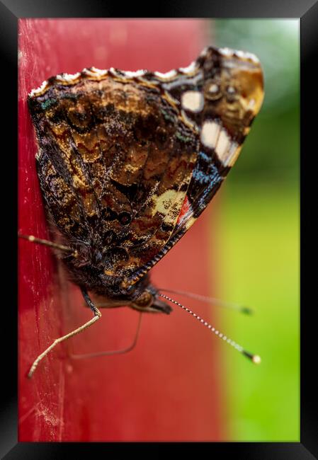 Butterfly on post Framed Print by Gary Schulze