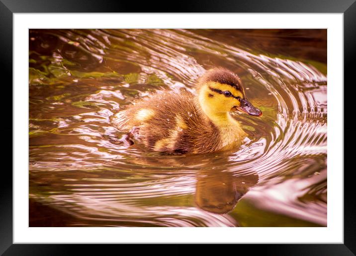 Duckling Framed Mounted Print by Gary Schulze