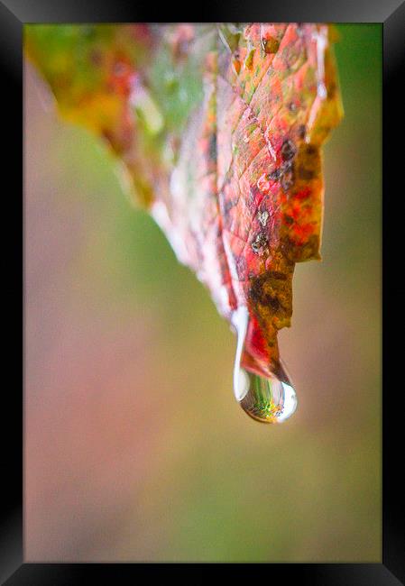  Droplet Framed Print by Gary Schulze