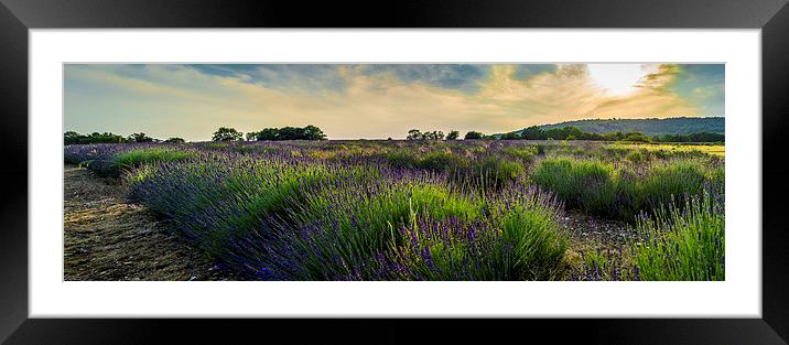  Lavender field Framed Mounted Print by Gary Schulze