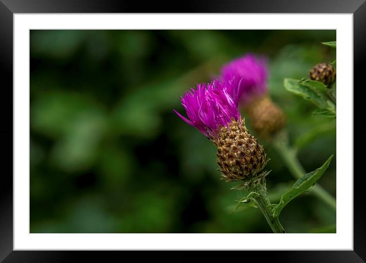  Purple Framed Mounted Print by Gary Schulze