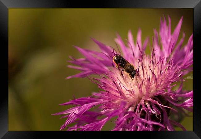  Collecting nectar Framed Print by Gary Schulze