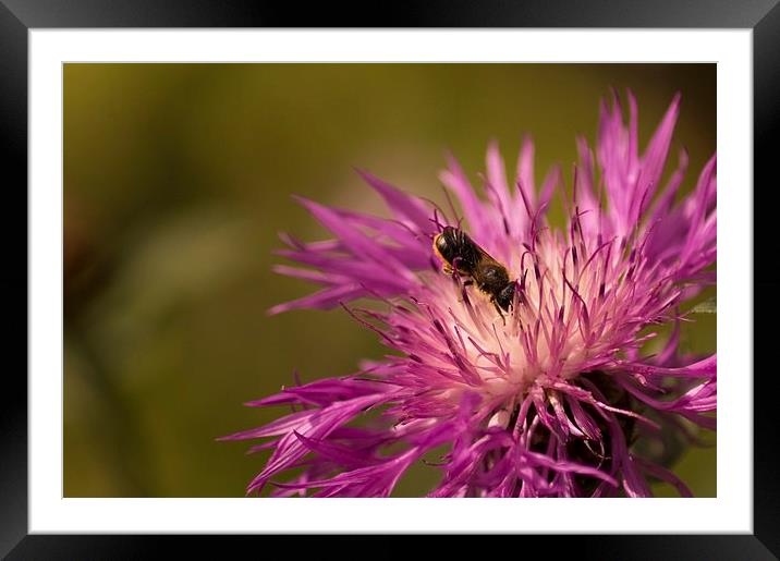  Collecting nectar Framed Mounted Print by Gary Schulze