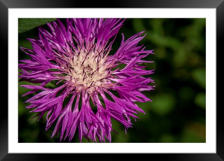  Purple power Framed Mounted Print by Gary Schulze