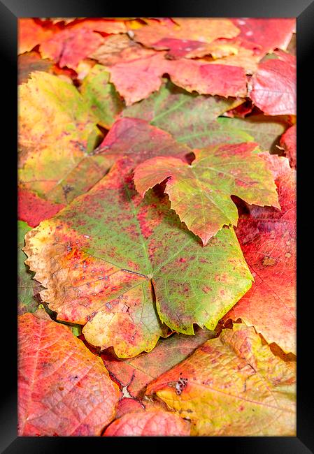  autumn leaves Framed Print by Gary Schulze