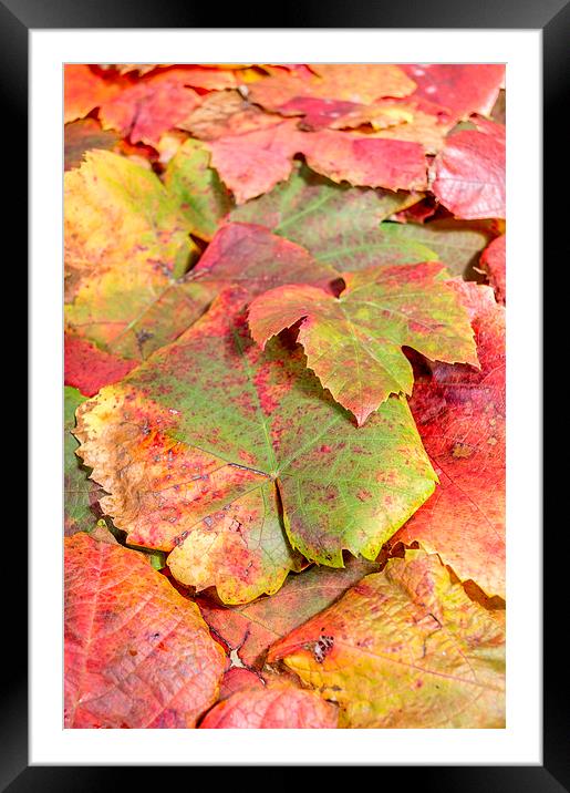  autumn leaves Framed Mounted Print by Gary Schulze