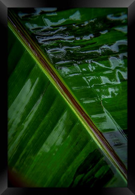  Wet leaf Framed Print by Gary Schulze